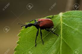 Attēlu rezultāti vaicājumam “Apoderus coryli”