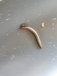 Attēlu rezultāti vaicājumam “Ommatoiulus sabulosus aimatopodus”