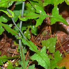 Attēlu rezultāti vaicājumam “Mycelis muralis flower”