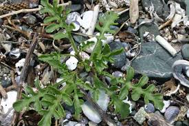 Attēlu rezultāti vaicājumam “Cakile maritima subsp. baltica leaf”