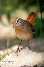 Image result for Cercotrichas galactotes