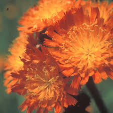 Image result for Hieracium aurantiacum