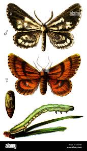 Attēlu rezultāti vaicājumam “Bupalus piniaria female”