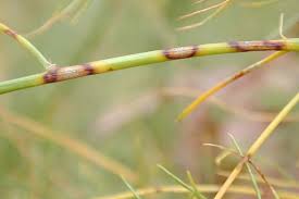 Attēlu rezultāti vaicājumam “Stemonitopsis aequalis var. microspora stalked”