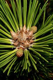 Attēlu rezultāti vaicājumam “Pinus mugo male flower”