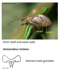 Attēlu rezultāti vaicājumam “Hemerobius perelegans”