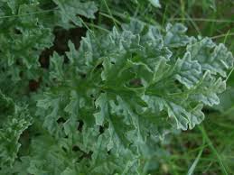 Attēlu rezultāti vaicājumam “Jacobaea vulgaris”