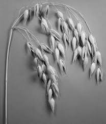 Attēlu rezultāti vaicājumam “Avena sativa fruit”