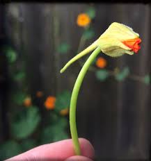 Attēlu rezultāti vaicājumam “Tropaeolum majus bud”