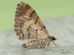 Attēlu rezultāti vaicājumam “Xanthorhoe spadicearia”