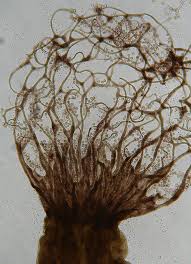 Attēlu rezultāti vaicājumam “Cribraria macrocarpa”