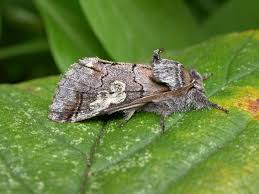 Attēlu rezultāti vaicājumam “Diloba caeruleocephala larva”