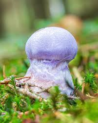 Attēlu rezultāti vaicājumam “Cortinarius traganus”