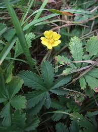 Attēlu rezultāti vaicājumam “Potentilla reptans”