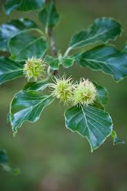Attēlu rezultāti vaicājumam “Fagus sylvatica flower”