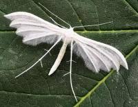 Attēlu rezultāti vaicājumam “Pterophorus pentadactyla”