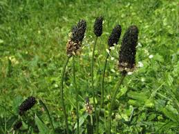 Attēlu rezultāti vaicājumam “Plantago lanceolata fruit”
