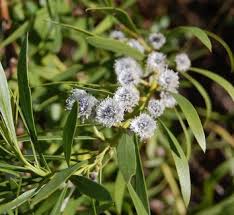 Attēlu rezultāti vaicājumam “Carex globularis flower”