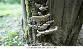 Attēlu rezultāti vaicājumam “Perenniporia medulla-panis”