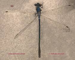 Attēlu rezultāti vaicājumam “Lestes dryas male”