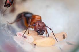 Attēlu rezultāti vaicājumam “Anthostoma decipiens”