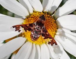 Attēlu rezultāti vaicājumam “Exoprosopa capucina”