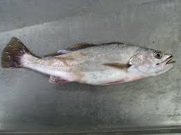 Image result for Argyrosomus japonicus