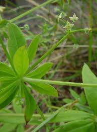 Attēlu rezultāti vaicājumam “Galium triflorum fruit”