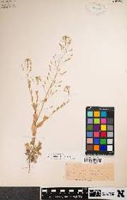 Attēlu rezultāti vaicājumam “Draba nemorosa fruit”