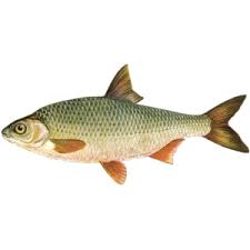 Image result for Rutilus heckelii