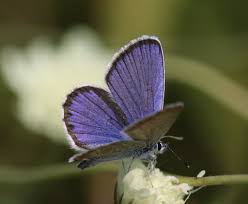 Attēlu rezultāti vaicājumam “Plebejus idas male”