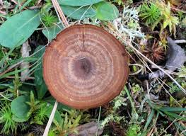 Attēlu rezultāti vaicājumam “Coltricia perennis”