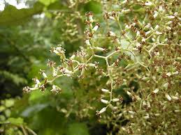 Attēlu rezultāti vaicājumam “Biscogniauxia repanda”