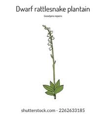 Attēlu rezultāti vaicājumam “Goodyera repens bud”