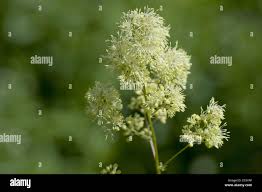 Attēlu rezultāti vaicājumam “Thalictrum flavum bud”