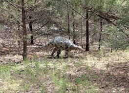 Image result for MINMI