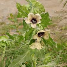 Image result for bilsenkraut