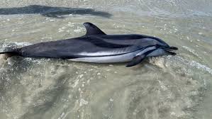 Image result for Stenella coeruleoalba