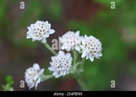 Attēlu rezultāti vaicājumam “Antennaria dioica male flower”