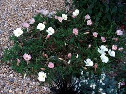 Attēlu rezultāti vaicājumam “Oenothera rubricauli”