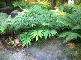 Attēlu rezultāti vaicājumam “Dryopteris”