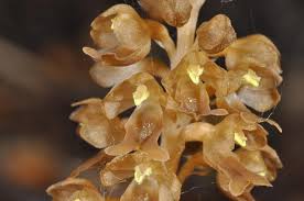 Attēlu rezultāti vaicājumam “Neottia nidus-avis”