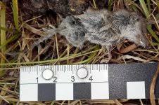 Attēlu rezultāti vaicājumam “Sorex sp.”