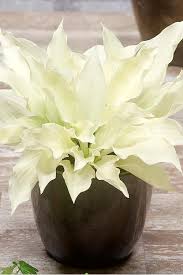 Image result for Hosta White Feather