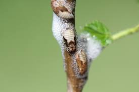 Attēlu rezultāti vaicājumam “Aphrophora nymph”