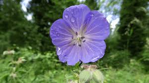 Attēlu rezultāti vaicājumam “Geranium pratense bud”