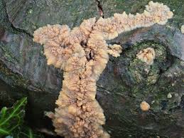 Attēlu rezultāti vaicājumam “Phlebia radiata”