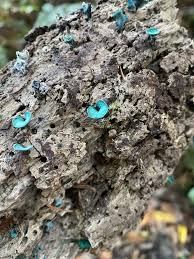 Attēlu rezultāti vaicājumam “Chlorociboria aeruginascens”