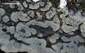 Attēlu rezultāti vaicājumam “Ceratiomyxa fruticulosa young”