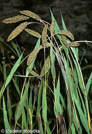 Attēlu rezultāti vaicājumam “Setaria italica”